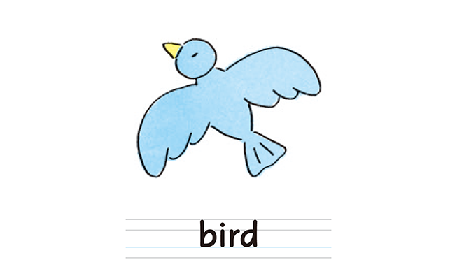 bird