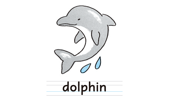 dolphin
