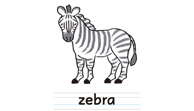 zebra