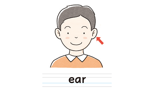 ear