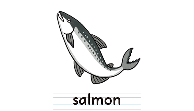 salmon