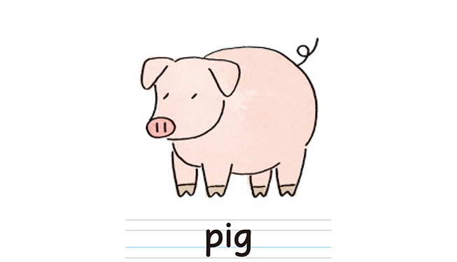 pig