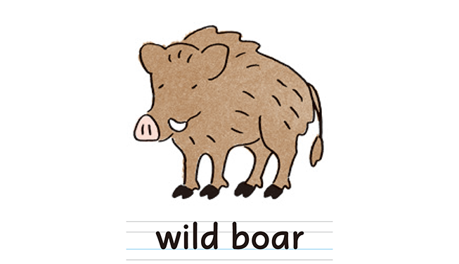 wild boar