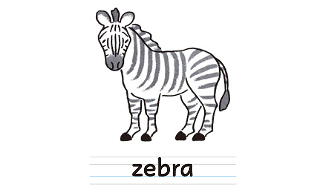 zebra