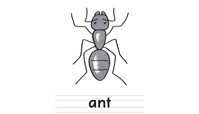ant