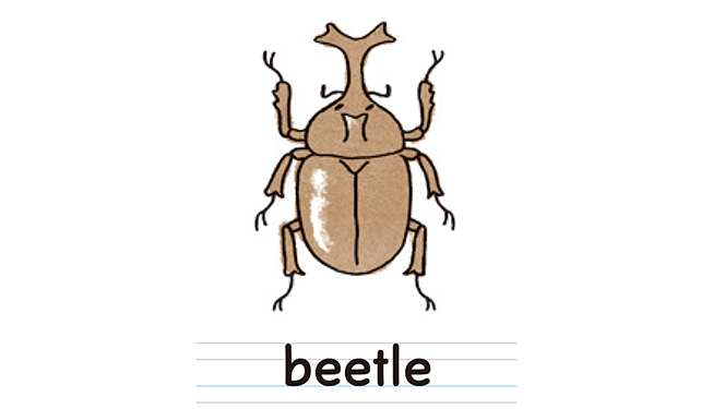 beetle