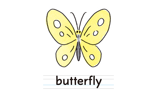 butterfly