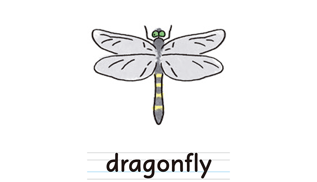 dragonfly