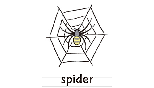 spider