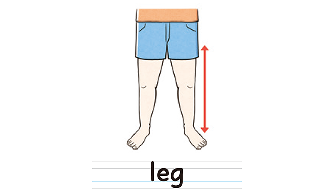 leg