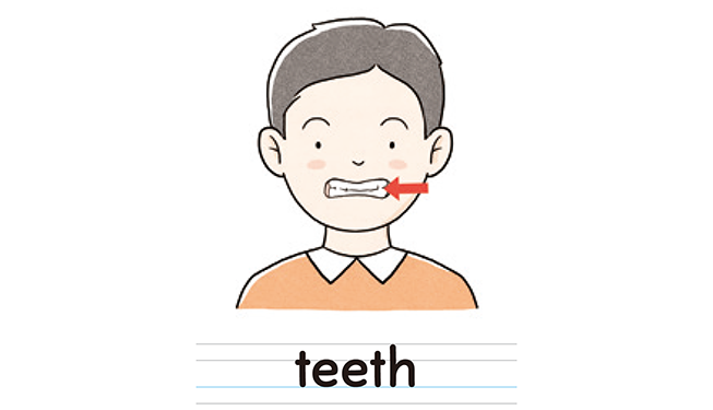 teeth