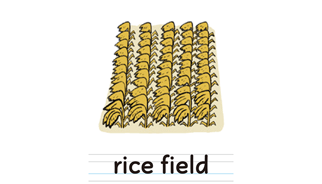 rice field