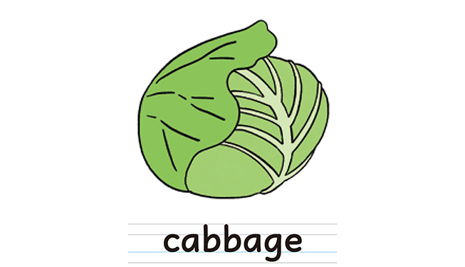 cabbage