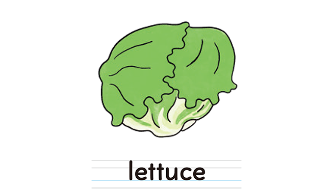 lettuce