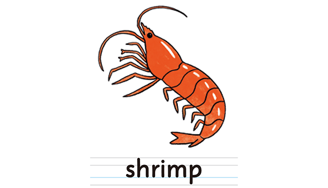 shrimp
