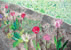 きれいな学校の花だん