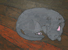 昼寝する猫