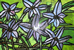 ハナニラの花