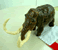 マンモス