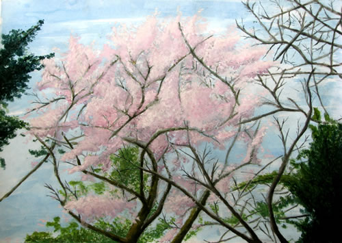 桜