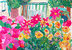 校庭から見える花