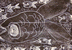 魚