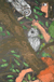 私とフクロウの親子