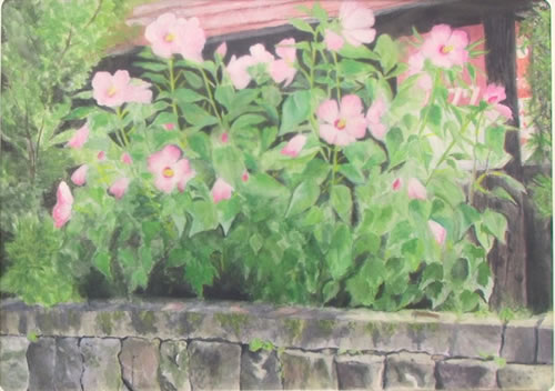 田舎道に咲くフヨウ