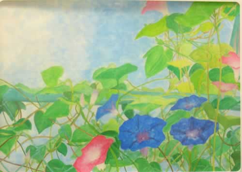朝顔