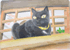黒い猫
