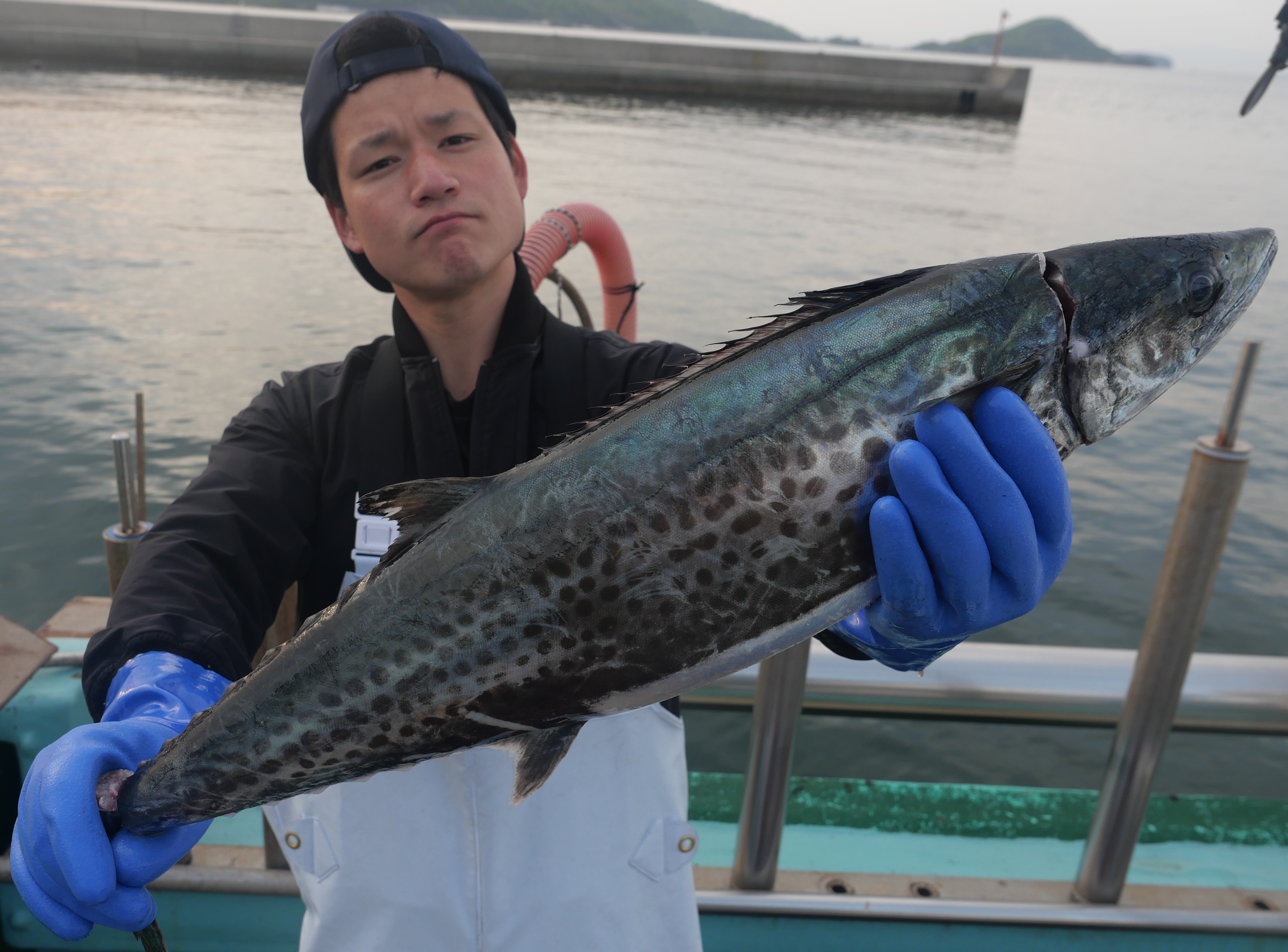 小豆島沖で獲れるサワラ